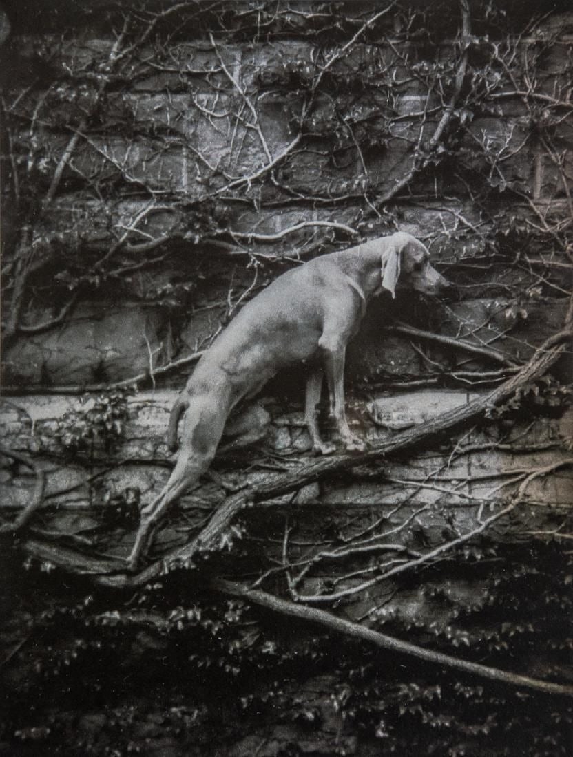 William Wegman - Relief, 1993 (1 of 1)