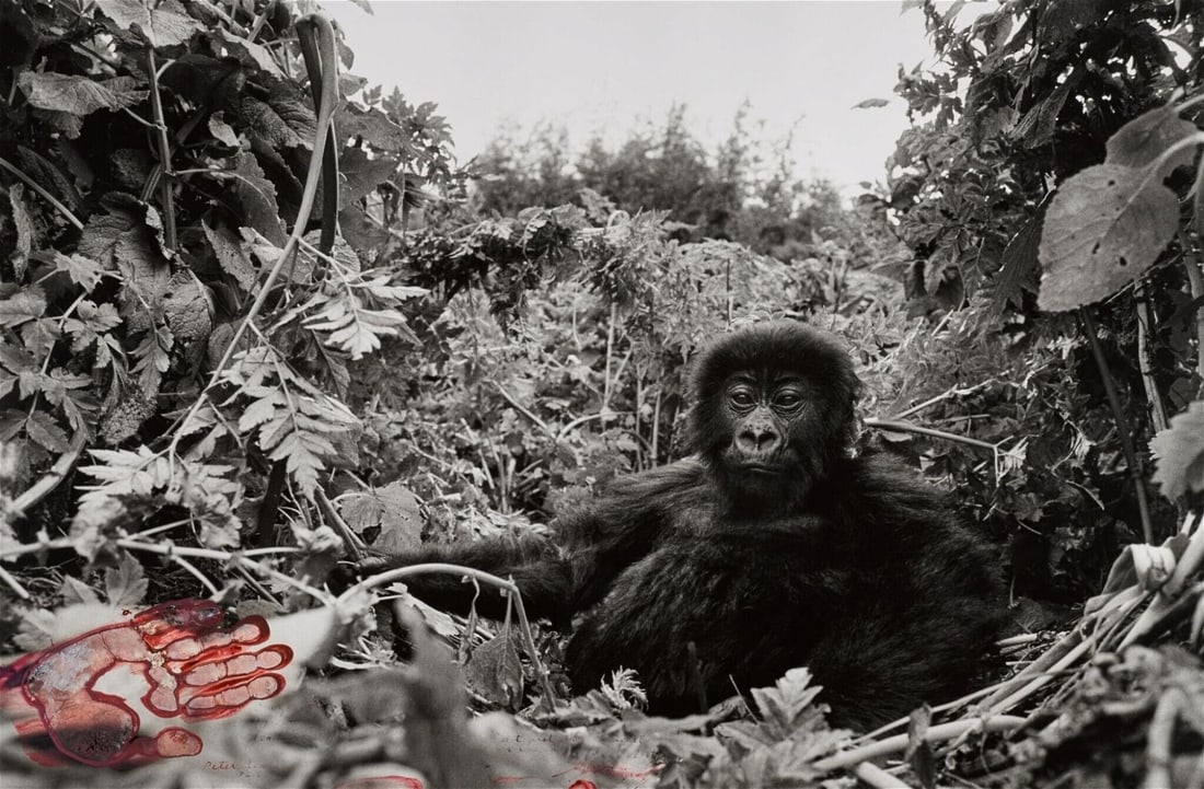 Peter Beard - One Year Old Mountain Gorilla, 1984: PETER BEARD (1938-2020) One Year Old Mountain Gorilla, 1984 Print 6 1/4" x 12 1/4"