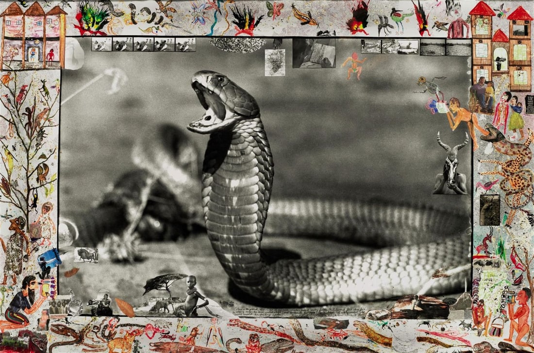 Peter Beard - Spitting Cobra, 1960: PETER BEARD (1938-2020) Spitting Cobra, Tsavo, 1960 Print 6 1/2" x 12 1/2"
