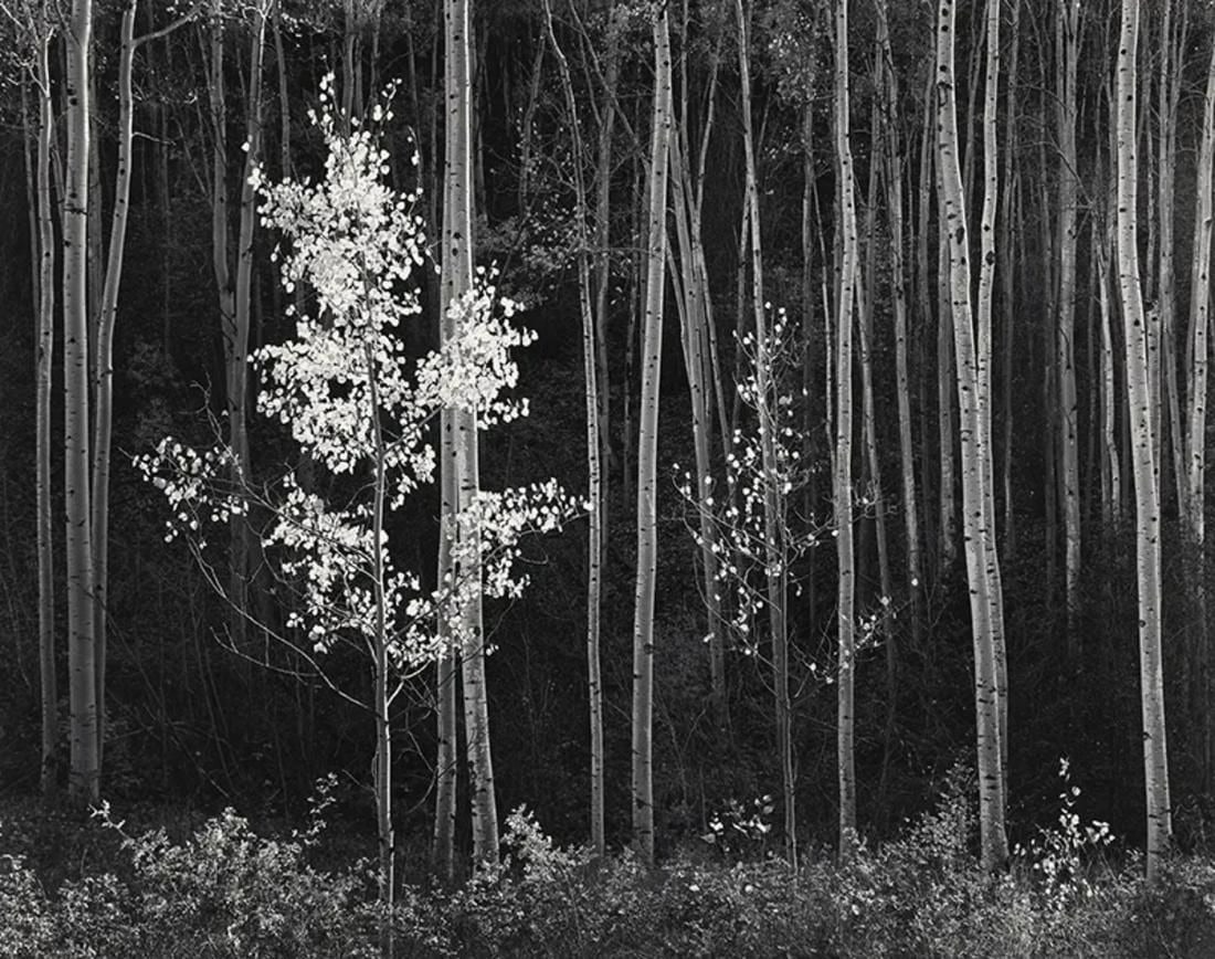 Ansel Adams - Aspens, 1958: ANSEL ADAMS (1902-1984) Aspens, Northern New Mexico, 1958 Print 8" x 11"