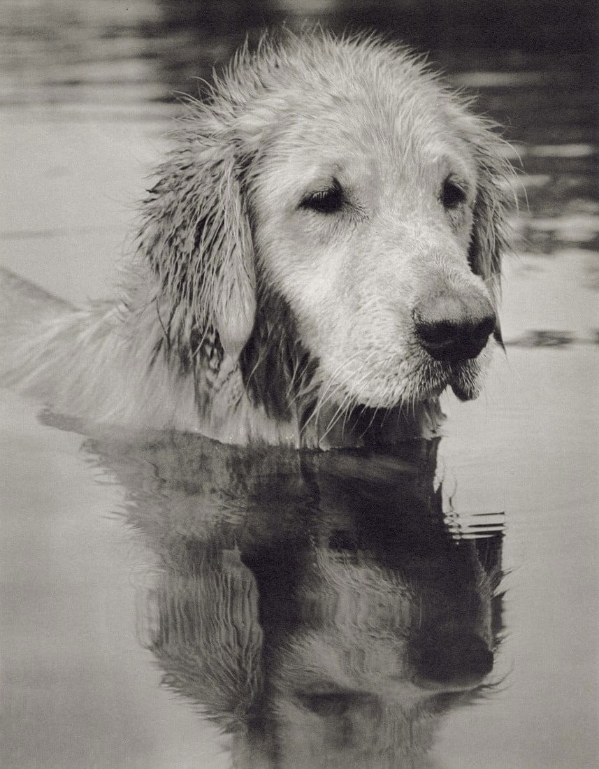 Bruce Weber - Little Bear, 1989: BRUCE WEBER (B. 1946) Little Bear, Adirondack Park, 1989 Print 7 1/4" x 9 1/4"