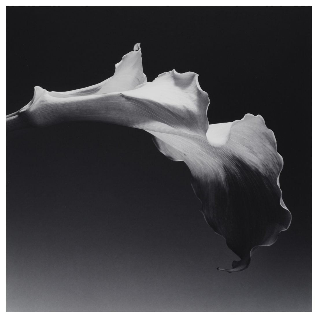 Robert Mapplethorpe - Calla Lily, Print (1 of 1)
