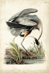 John James Audobon - Great Blue Heron