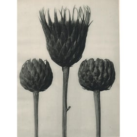 Karl Blossfeldt - Serratula Nudicaulis