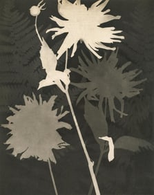 Man Ray - Rayograph, 1934