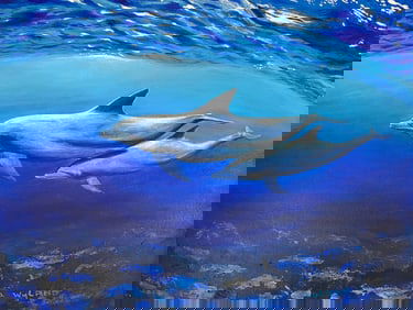 Robert Wyland - Original Oil on Canvas, Two Dolphins