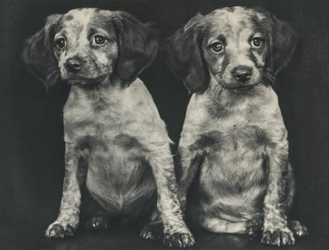 Ylla - Puppies