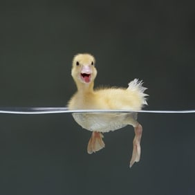 Jane Burton - Duckling Swimming on Water