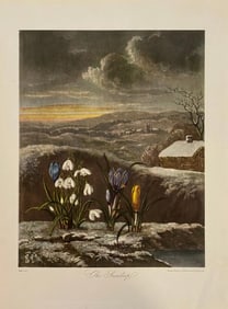 Robert John Thornton - The Snowdrop, Etching