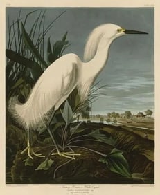 John James Audubon - Snowy Heron, Offset Lithograph