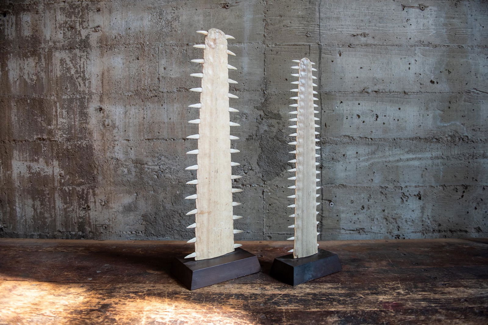 SAWFISH BILL SCULPTURES (1 of 7)