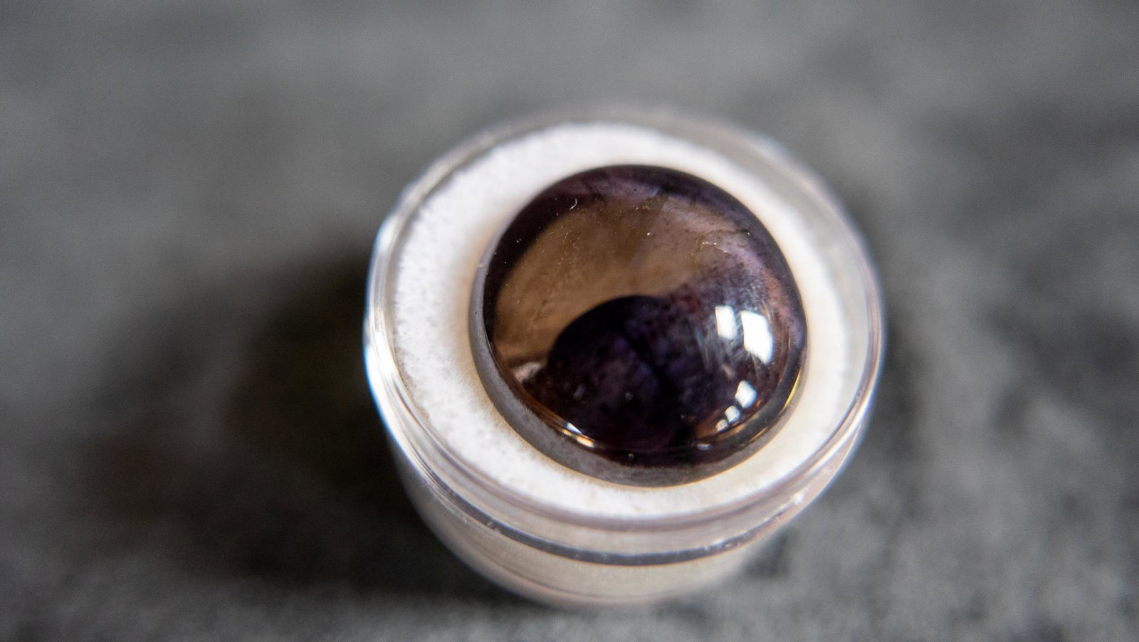 32.83CT STAR GARNET: One large round 32.83ct star garnet, 20 round x 7.2 thick, opaque in clarity, purple black color, cabochon cut. Appraised at $320 in 1996 by Bouchér Jewelers. Confirmed by third party with Salem