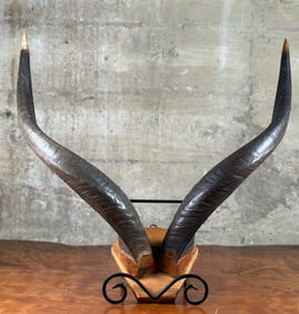 FRENCH CONGO ELAND, HORN RACK