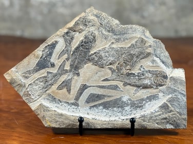 CHARITY: SALEM DOGS, GREEN RIVER FORMATION FOSSIL