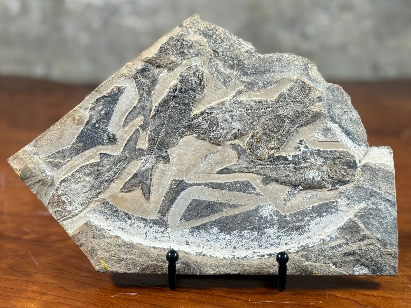 CHARITY: SALEM DOGS, GREEN RIVER FORMATION FOSSIL