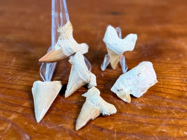 FOSSILIZED SHARK TEETH
