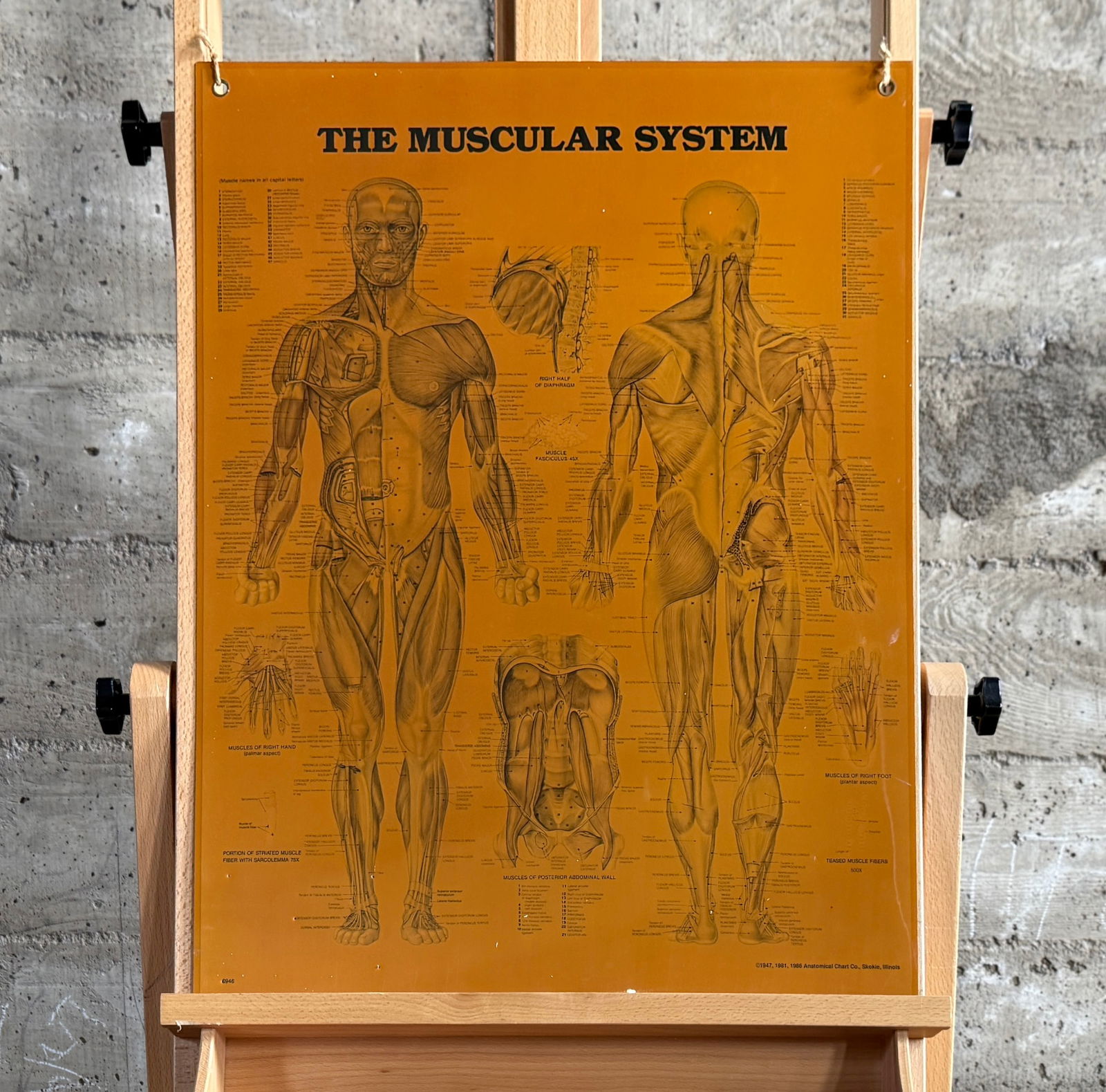 'THE MUSCULAR SYSTEM', ANATOMICAL CHART: This lot features a vintage educational anatomical chart titled "The Muscular System". Measures, 26.5'' H x 20.5'' W.