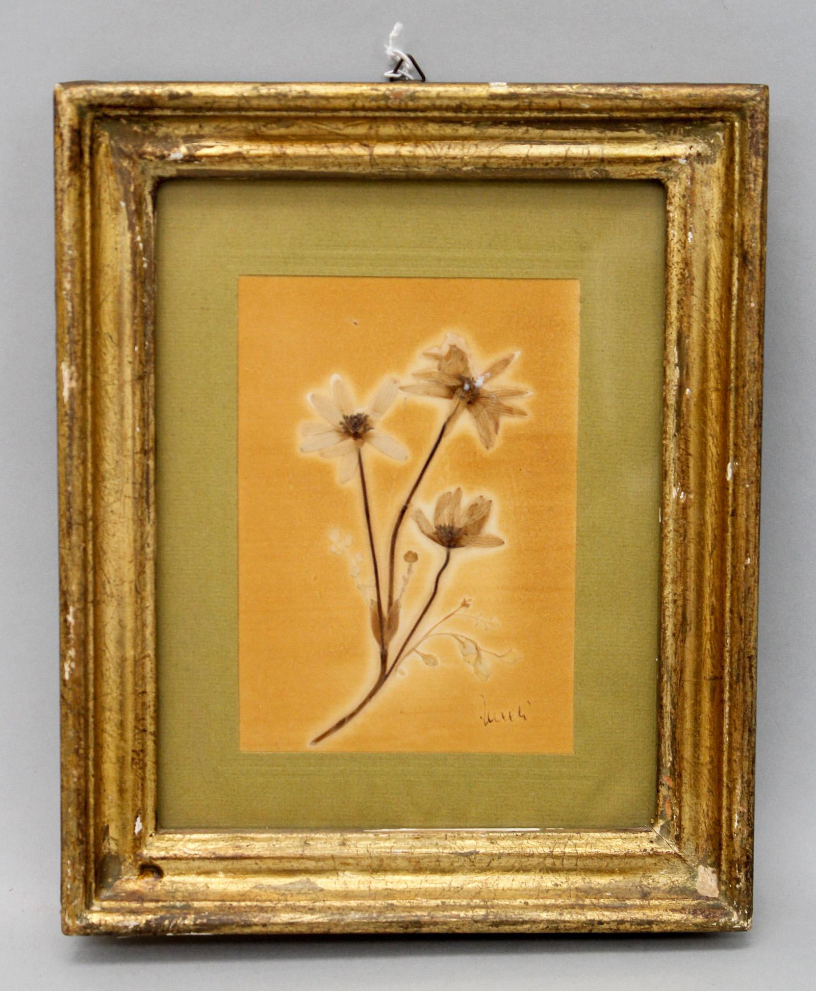 Still Life Pressed Dry Flowers (1 of 5)