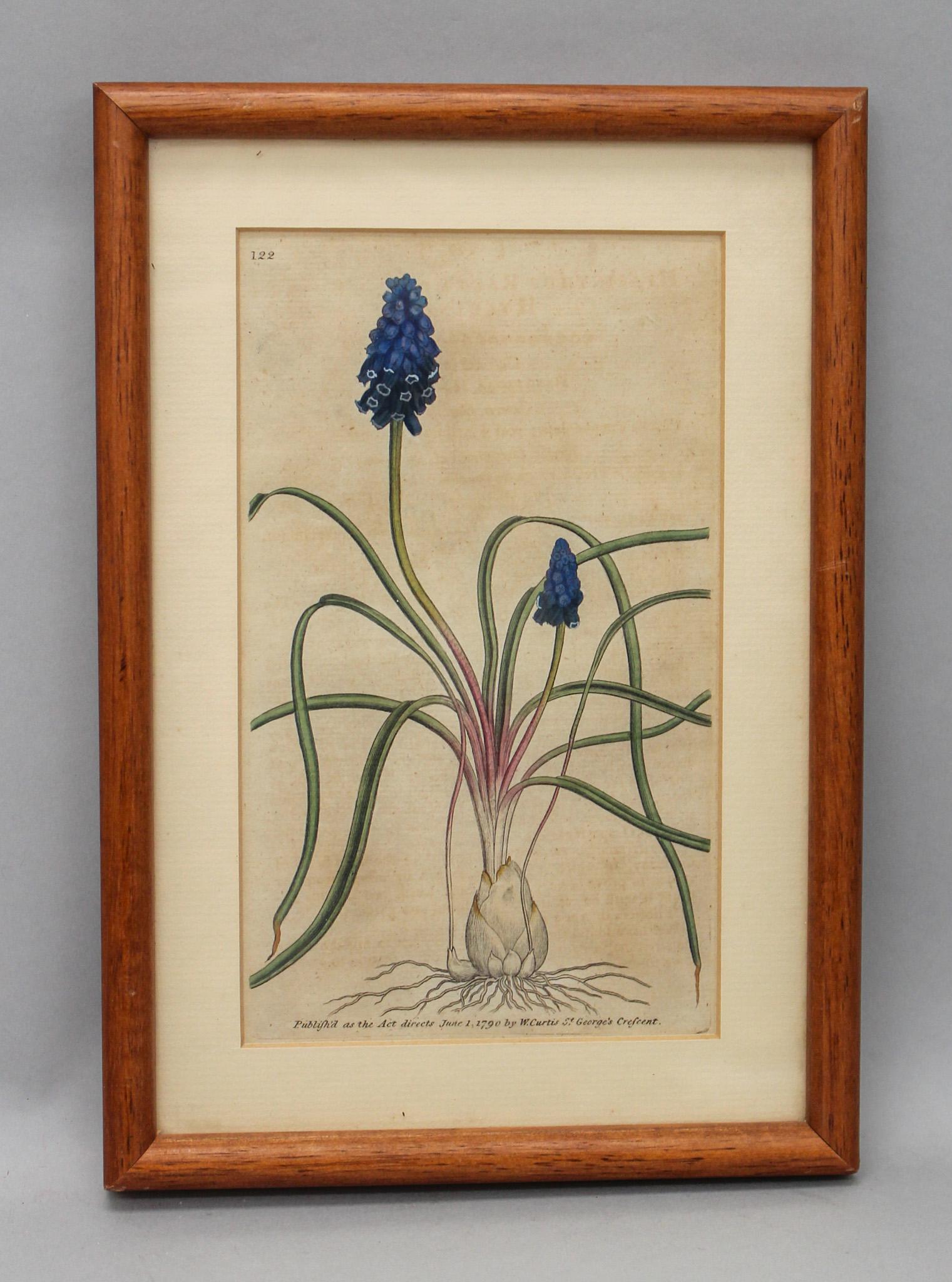 William Curtis (England, 1746-1799) Botanical Colored Engraving (c 1790) Hyacinthus Racemousus (1 of 6)