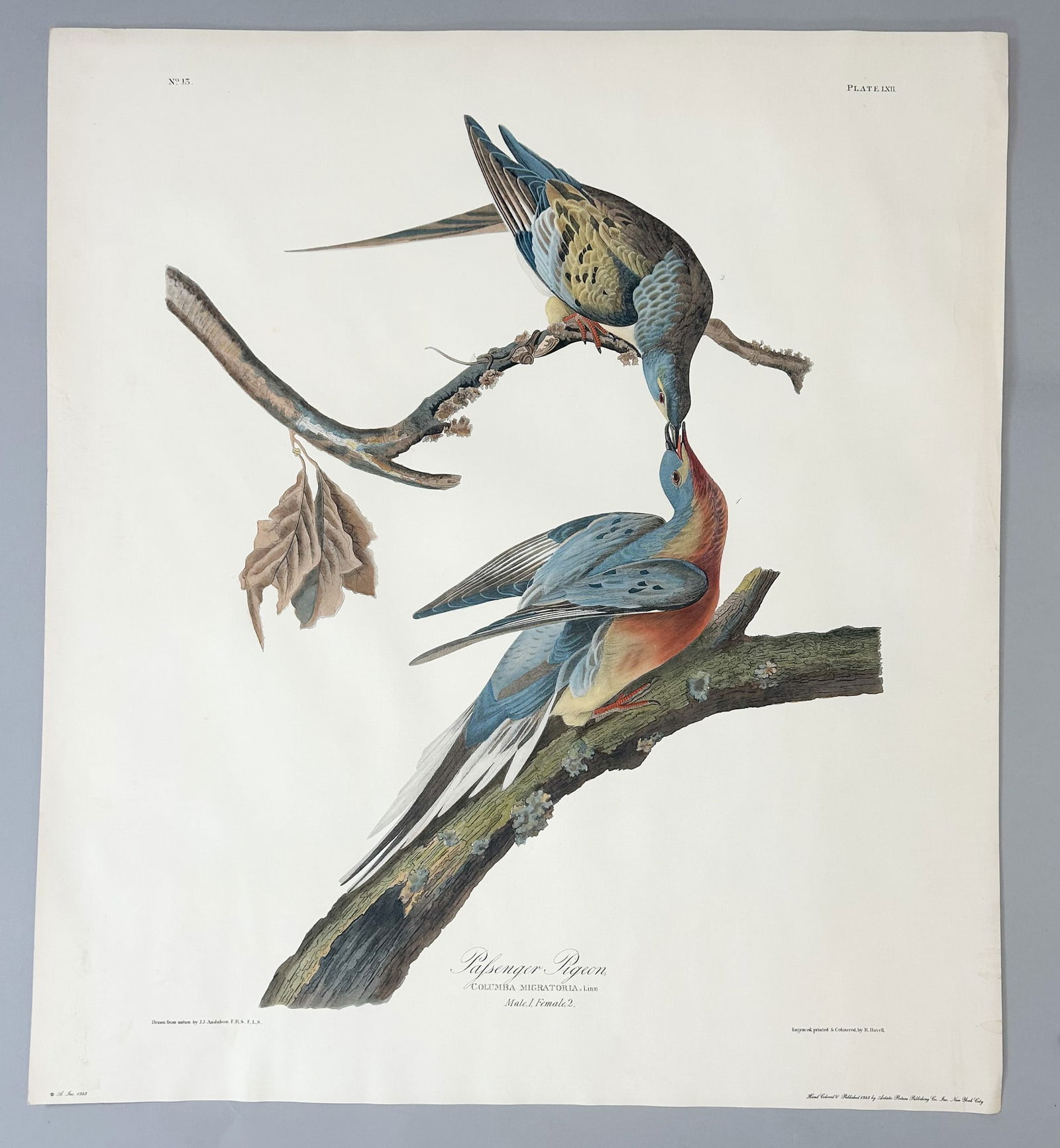 Possible Reproduction of Robert Havell Engraving Palsenger Pigeon and Red Breasted Nuthatch (1 of 7)