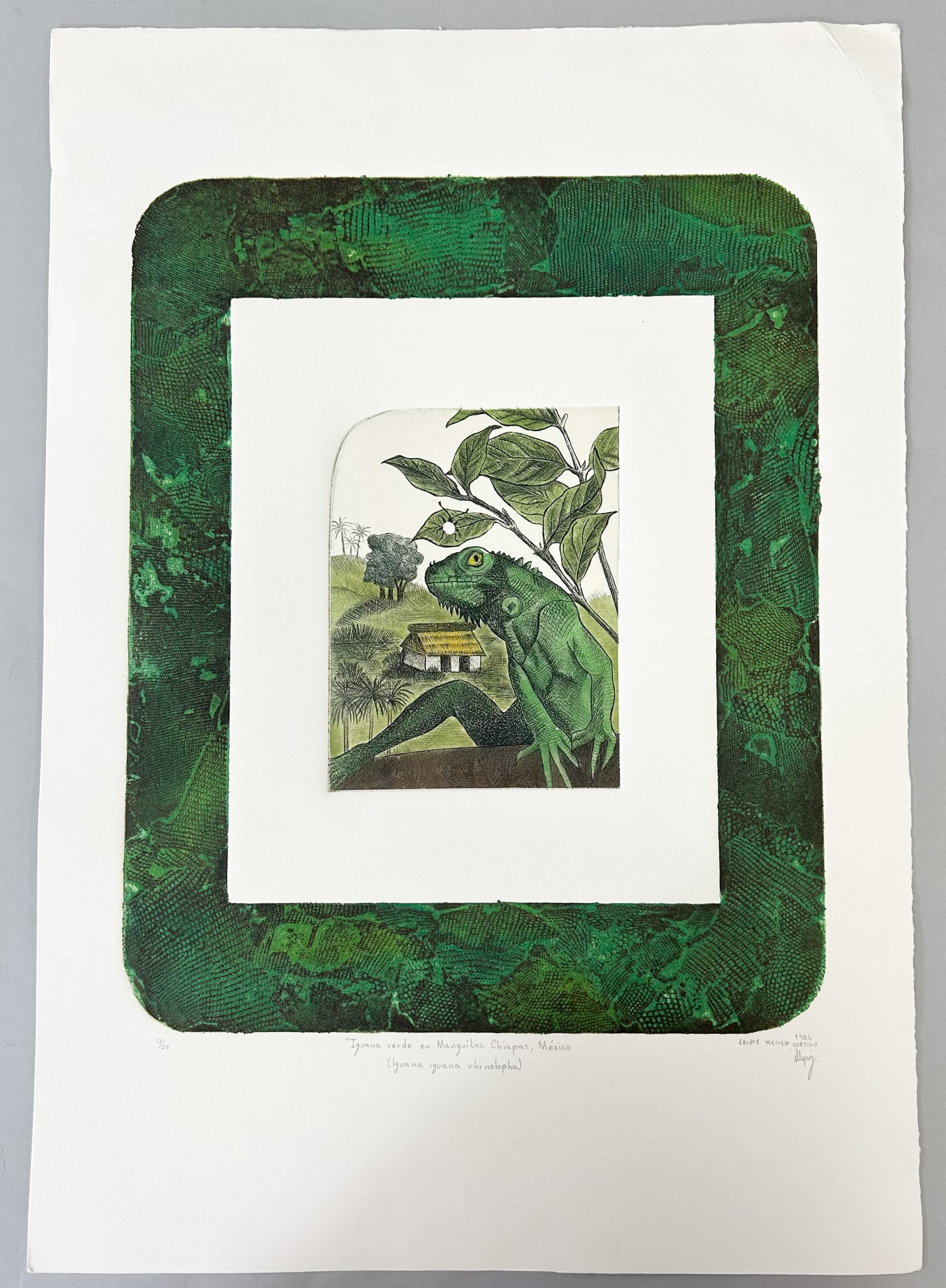 Pencil Signed Lithograph of Green Iguana by Jaime Keller Cortina, ''Iguana verde ee Manguitos (1 of 5)