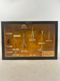 Framed Insect Diorama