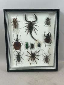 Framed Insect Diorama