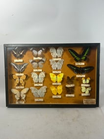 Framed Butterfly Insect Diorama