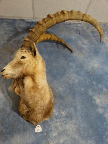 Mid-Asian Ibex Shoulder Mount Taxidermy: This beautiful Ibex is a solid 8.5 on a 1 to 10 quality scale. Its an older mount but its still in excellent condition with very good taxidermy. The mount has a natural pose and a good quality hanger.
