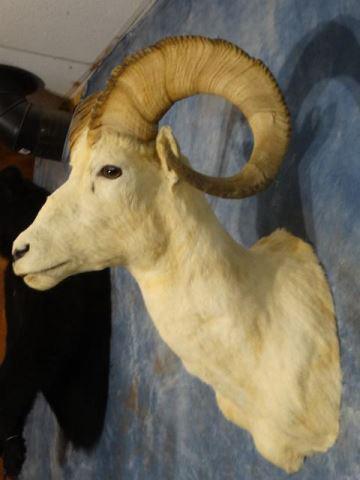 Alaskan Dall Sheep Ram Shoulder Mount Taxidermy: This is an average size and mature Alaskan Dall Ram. The mount is a 7.75 on a 1 to 10 quality scale. The mount is an older one but its clean, smoke free, and still in very good condition with good exp