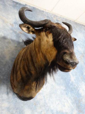 African Blue Wildebeest Shoulder Mount Taxidermy: This is another 9.5 mount on a 1 to 10 quality scale and not a 10 because its not brand new or a competition type. This mount will make a really cool decoration.