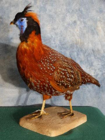 Rare Taipan Tragopan Pheasant Bird Mount: This is a rare type of Pheasant from Taipan and just one of the many types of beautiful Pheasants from Asia. The mount is fairly new and in excellent condition and the taxidermy is grade 10.