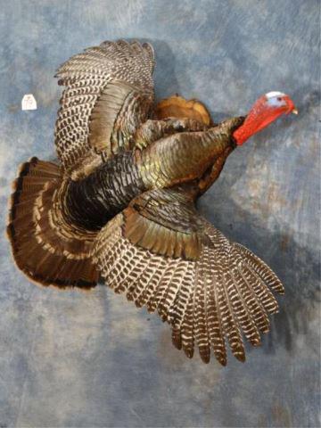 New Flying Wild Turkey Taxidermy Bird Mount: This Wild Turkey mount is less than 6 months old. The taxidermy quality is a 10 and this is large mature Gobbler.