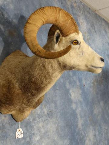 Stone Sheep Ram Shoulder Mount Taxidermy: This is a light colored Stone Sheep Ram from British Columbia, Canada. This could possibly be called a Fannin Ram because his coat is so light but I think not. It would have a lot more of the Dall She