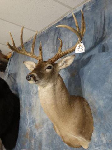 166 2/8" gross North TX Whitetail Deer Mount: 166 2/8" gross North Texas Whitetail Deer Shoulder Mount Taxidermy - This is really a great Buck for our area netting 162 and grossing 166 2/8". The taxidermy quality is a 9 and the mount is clean, sm