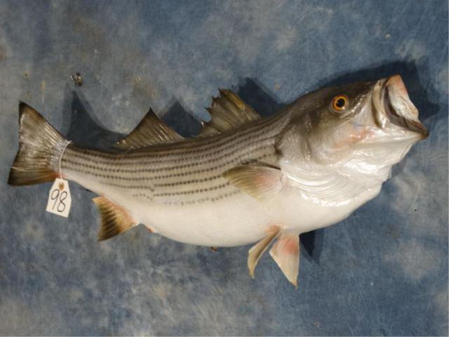 28" Real Skin Striped Bass Taxidermy Fish Mount: Here is another really good real skin Striper mount. This mount has the new mount mate hanger that gets it off the wall a couple of inches and makes the Fish look like it is really swimming. This is a