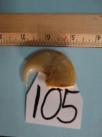 African Dew Claw for Making Necklace etc.: .**TEXAS RESIDENTS ONLY** Real Monster 550Lbs. African Dew Claw for Making Necklace etc..The Dew Claw or "Thumb Claw" on a African Lion is the largest. This one is exceptional in size and condition. I