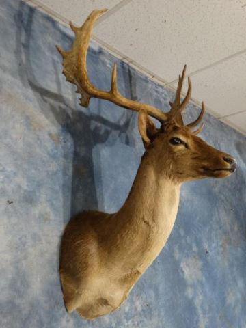 Brown Fallow Deer Shoulder Mount Taxidermy: This European Fallow Buck grades a 8.75 on a 1 to 10 quality scale. The mount is clean, smoke free, and in very good condition. Fallow Deer come in brown, white, and spotted colors and the colors in b
