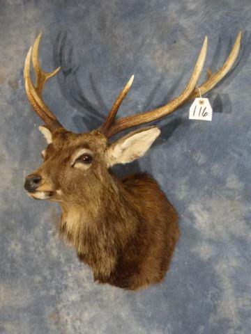 Super Nice Sika Deer Shoulder Mount Taxidermy: This mount is clean and in mint like condition with a 10 on a 1 to 10 quality scale. This big Sika Buck has a wide rack and reminds me of a miniature Elk. This is really a very beautiful mount.