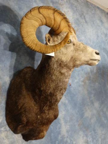 Stone Sheep Ram Shoulder Mount Taxidermy: This mount is clean and a 9.5. The Stone Sheep comes only from the High Mountains of British Columbia, Canada. This is a really beautiful dark colored full curl Ram that will look awesome in any home,