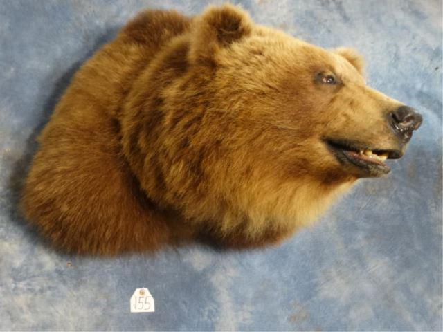 Kodiak Brown Bear Shoulder Mount Taxidermy: This is the nicest Brown Bear shoulder mount we have ever seen. Its quality is level 10 and is outstanding. Usually large Brown Bears are rugged or full body mounted. This mount has very good expressi