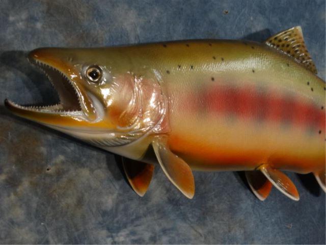 Fiberglass Replica Spawning Dolly Varden Trout: Brand New Beautiful 30 1/2" Fiberglass Replica Spawning Dolly Varden Trout Taxidermy Fish Mount - This is a brand new and highly detailed 30 1/2" Spawning Dolly Varden Trout make from Fiberglass Resin
