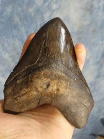 6 3/16" Megalodon "Huge Shark" Tooth Fossil: Giant 6 3/16" Megalodon "Huge Shark" Fossilized Tooth Fossil. Paleontologist have found that for every inch of tooth there was 10 feet of Megalodon. So, this monster tooth came from a 62 foot long mas