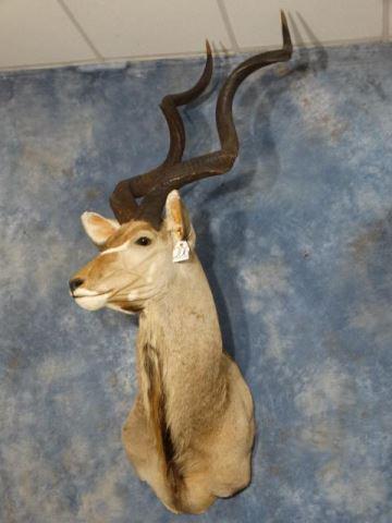 African 55" Record Class Greater Kudu: African 55" Record Class Greater Kudu Shoulder Mount Taxidermy - This is probably the biggest Kudu as well as as the best Kudu mount of several in the auction. This is also a Safari Club Gold Medal mo