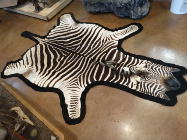 Cool African Zebra Felted Rug Taxidermy Mount: This is nice looking Zebra Rug that measures 9 1/2" feet long from the tip of the nose to the tip of the tail. From front leg across to the other front leg measure 5 foot and 7" across at the widest p