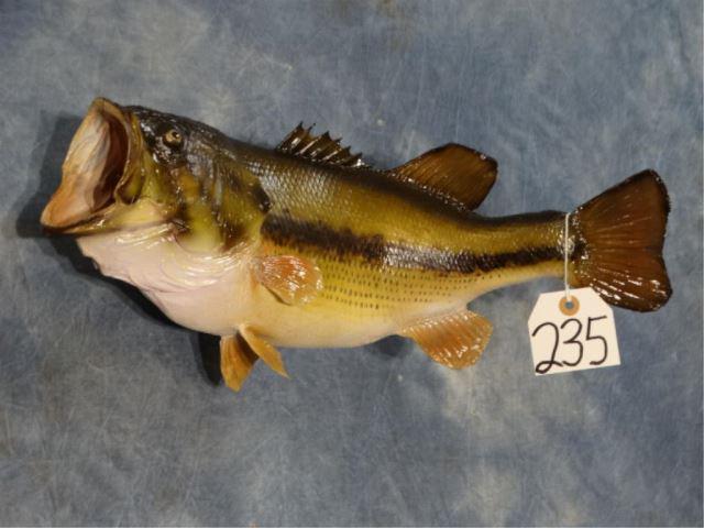 New 18" Real Skin Largemouth Bass Fish Mount: This nice Largemouth was just finished a couple of days ago. The taxidermy is a 9.5 and the fish is in mint condition.