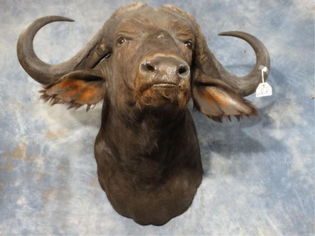 40 1/2" African Cape Buffalo Shoulder Mount: This is a fabulous mount of a very nice trophy Cape Buffalo that was harvested in Tanzania, East Africa. This mount will grade a 10.