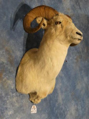 Alaskan Dall Sheep Ram Shoulder Mount Taxidermy: This is a mature Ram with average size full curl horns. The mount is clean, smoke free, and in good condition. The taxidermy quality is a 7.