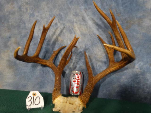 1933 TX Hill Ctry 9x7 Non-Typical Whitetail Deer: We removed this Rack off of a very old Deer shoulder mount that was falling apart. It was too far gone to be repaired and restored but we managed to save this magnificent set of antlers. Even though t