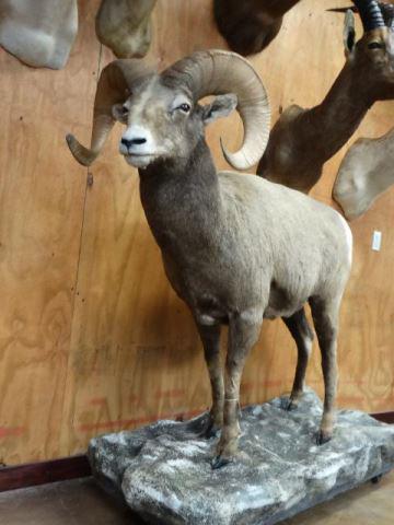 Rocky Mountain Bighorn Sheep Full Body Mount: This is a mature Ram with excellent taxidermy that will grade a 9 on a 1 to 10 quality level. This mount is clean, smoke free, and in excellent condition. The habitat base is in excellent condition al